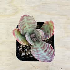 Image result for Kalanchoe humilis