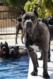Pin By Victoria Anne On Cane Corso Italian Mastiff Cane Corso Dog Cane Corso Corso Dog