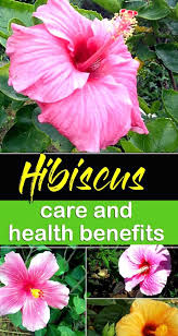 Growing Hibiscus Flower How To Grow Tropical Hibiscus Hibiscus Care Amazingflowersandgardens Amazingflowers Growing Hibiscus Hibiscus Plant Hibiscus Tree