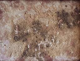 One of the first things to consider with mold growth is that the timeline depends on the type of mold you're dealing with. An In Depth Look At How Fast Mold Grows Qipa