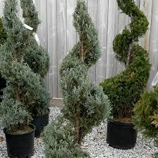 Image result for spiral cut juniper trees