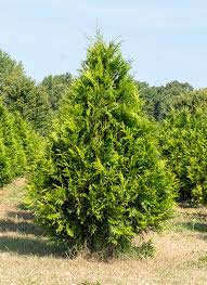 Image result for argyresthia thuiella thuja symptoms