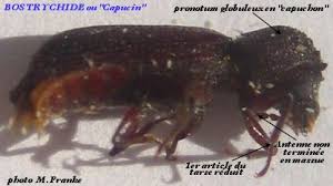 Résultat de recherche d'images pour "scolyte du figuier"