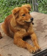 Irish doodle puppies for sale. Puppyfinder Com Golden Irish Dogs For Adoption Near Me In New York Usa Page 1 Displays 10