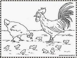 Kartun ayam jantan motivational hd wallpapers. Ilmu Pengetahuan 1 Mewarnai Ayam Bertelur
