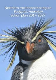 Eudyptes chrysocome is the scientific name of these birds. Pdf Northern Rockhopper Penguin Eudyptes Moseleyi Action Plan 2017 2027