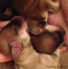 Check spelling or type a new query. Havahug Havanese Puppies Havahug Havanese Puppies Of Michigan
