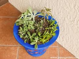 This is not how i. Succulent Plants Growing Long Stems Why It Happens And What To Do