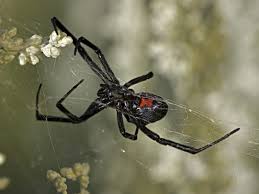 The black widow spider can be found on every continent except antarctica. Do Spiders Bite Humans Why Spider Bites Are Rare