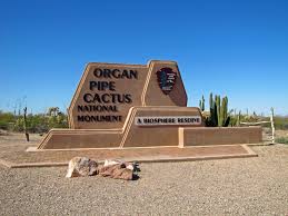 Besides the organ pipe, there are various other cacti that grow in the monument area. Organ Pipe Cactus National Monument Visited Corinth Rose