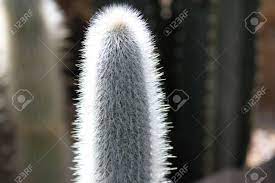 Browse the user profile and get inspired. Fuzzy White Cactus Stock Photo Picture And Royalty Free Image Image 87818371