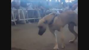 Kangal Dovus Turnuvasindan Super Goruntuler Izlesene Com