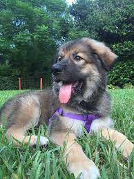 Maybe you would like to learn more about one of these? Half Great Pyrenees Half German Shepherd My Great Shepherd Aww Anatolian Shepherd Puppies Great Pyrenees Dog Great Pyrenees