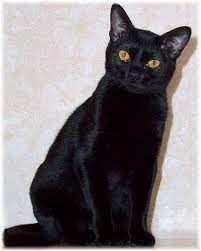 9 Bombay Cats Ideas Bombay Cat Cats Cats And Kittens