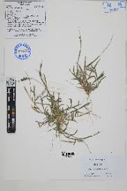 Image result for Tragus koelerioides