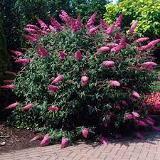 Pink Delight Butterfly Bush Plants Garden Shrubs Backyard Landscaping