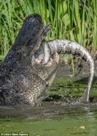 Maybe you would like to learn more about one of these? Texas Photographer Captures A Huge Alligator Eating A Smaller One Daily Mail Online