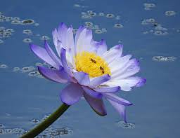 Image result for Nymphaeaceae