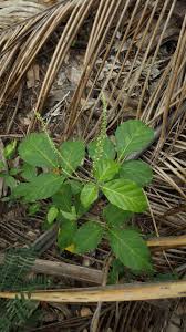 Image result for Allophylus africanus