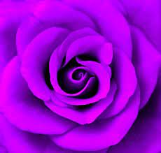 Check spelling or type a new query. 310 Neon Purple Ideas In 2021 Purple Purple Love All Things Purple