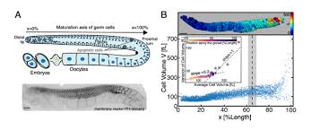 We did not find results for: A Hydraulic Instability Drives The Cell Death Decision In The Nematode Germline Prelights