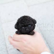 Black And White Toy Poodle Puppies Her Name Is Sunny She Is All Black Micro Poodle Check Out Miniteacuppuppy For More Miniteacuppuppy Tea Cup Poodle Toy Poodle Puppies Maltipoo Puppy