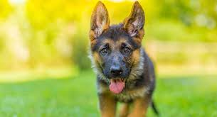 For the male, full growth will be achieved by the 36th month. German Shepherd Price The Cost Of Buying And Raising A Gsd