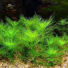 Hygrophila Balsamica Bunched Aquarium Plant Arizona Aquatic Gardens Aquatic Garden Planted Aquarium Aquatic Plants