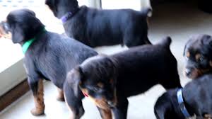 We've got pups from breeders and private sellers. Mini Rottweiler Puppies For Sale Youtube
