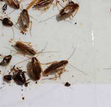 Starting a pest control business is no easy task. Understanding Effective Pest Management Techniques For Cockroaches In Multifamily Housing Stoppests Ipm In Multifamily Housing Blog