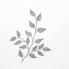 Botanical Line Drawing Peggy Dean Skillshare Botanical Line Drawing Line Drawing Drawings