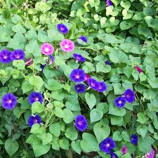 Image result for Ipomoea crassipes