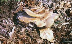 We did not find results for: Full Fungi