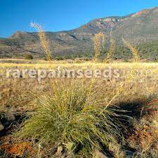 Peanut cacti are susceptible to rot, and they need to be the cactus is native to tropical america. Nolina Microcarpa Bear Grass Buy Seeds At Rarepalmseeds Com