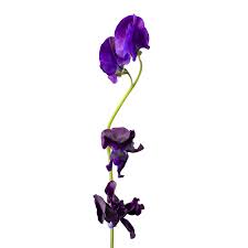 Image result for Lathyrus