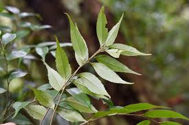 Image result for Fagaropsis