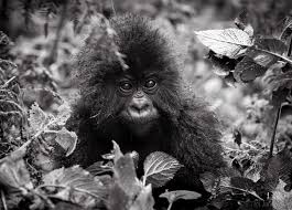 Gorillas in the Mist, Rain and Hail - Jane Wynyard