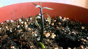 If in doubt, and you have space for more than one tree of the same species (e.g. Mango Seedling Time Lapse Video Youtube