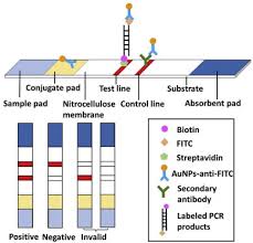 Detection of camel pox and vaccinia viruses by polymerase chain reaction. A Pcr Based Lateral Flow Assay For The Detection Of Turkey Ingredient In Food Products Sciencedirect