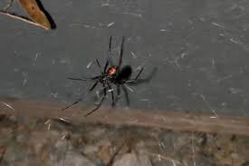 Black widows are a reclusive spider. Perfect Storm Causes Influx Of Black Widows In The Okanagan Kelowna Capital News