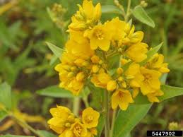 • yellow loosestrife flowers (lysimachia vulgaris) in garden #loosestrife #lysimachia #vulgaris #gardening follow on twitter: Loosestrife Garden Vermont Invasives