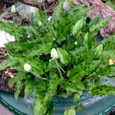 Image result for Cassinopsis tinifolia