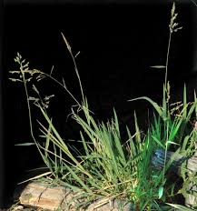 Image result for Leersia