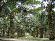 Web ini akan dikembangkan untuk informasi pengetahuan mengenai perkebunan kelapa sawit. Sistem Akuntansi Perusahaan Perkebunan Acis Indonesia