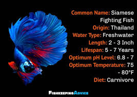 Betta splendens aka siamese fighting fish freshwater fish that originate from southeast asia, the males usually sold and betta fish are something of an aquarium superstar. The Only Betta Fish Care Guide You Will Need Fish Keeping Advice
