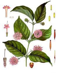Use translate.com to cover it all. Gambier Extract Wikipedia