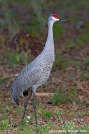 Check spelling or type a new query. Image Stock Photo Sandhill Crane Habitat Thomas Reich Bilderreich