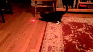 The allure of the laser. Why Are Cats So Obsessed With Laser Pointers Howstuffworks