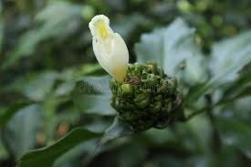Image result for Costus dubius