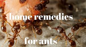 home remes for ants how to get rid